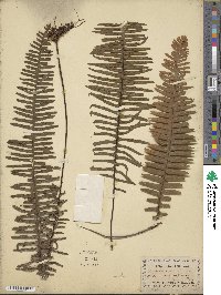 Image of Polypodium pectinatum