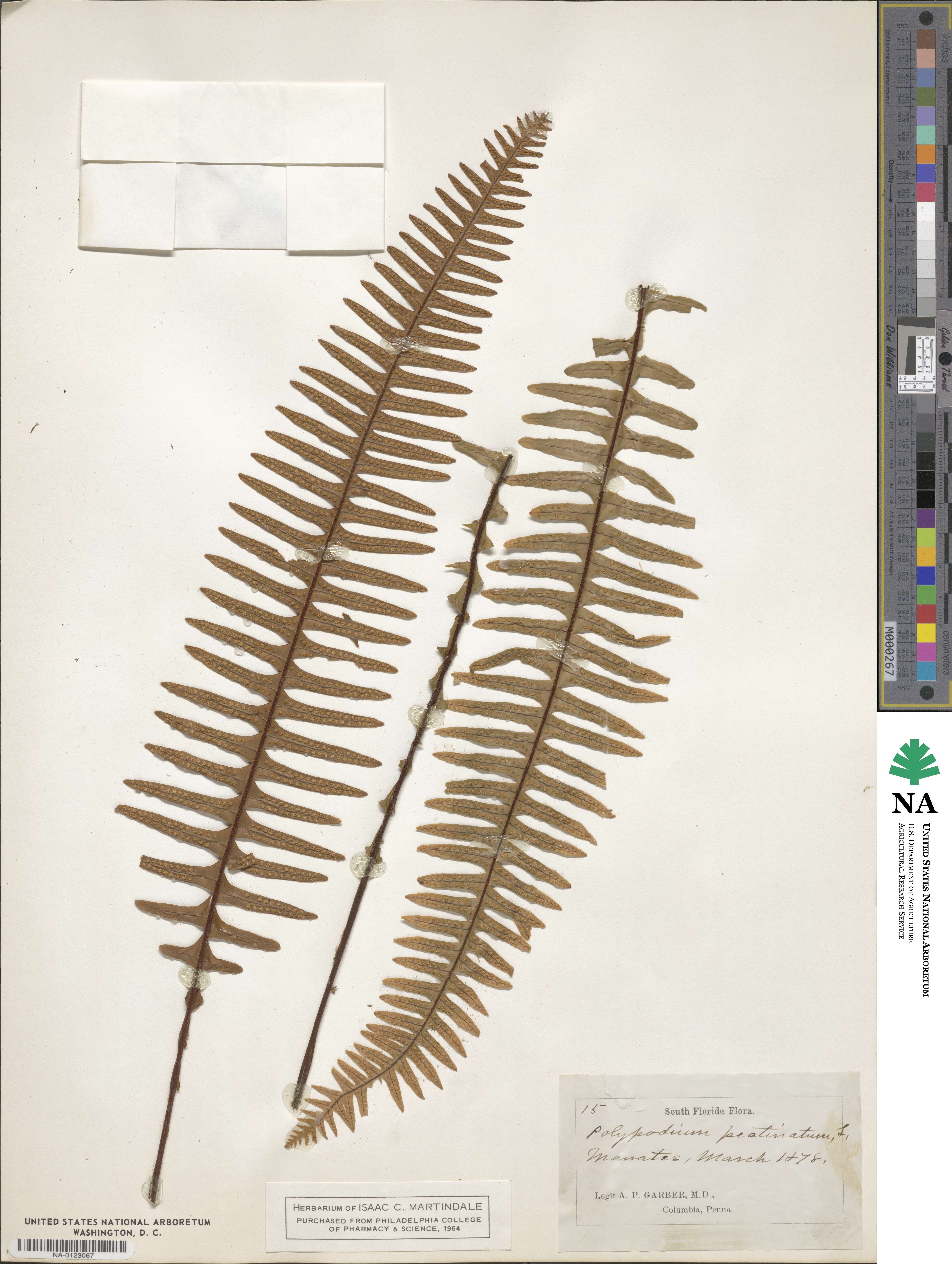 Polypodium pectinatum image