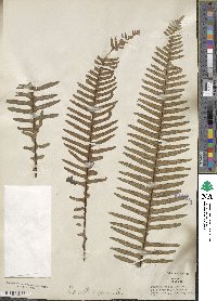 Polypodium pectinatum image