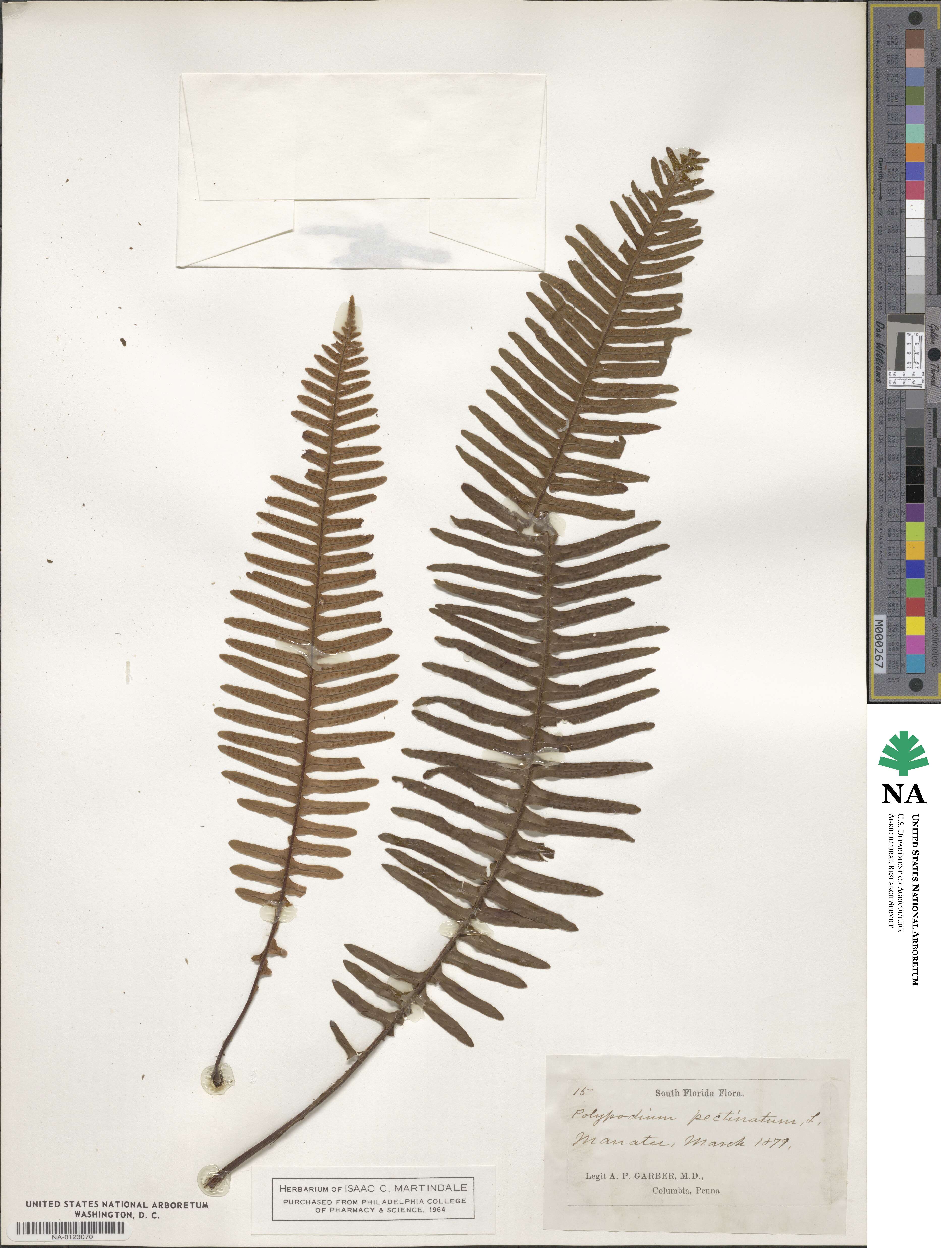 Polypodium pectinatum image