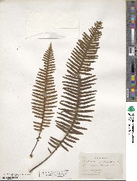 Polypodium pectinatum image