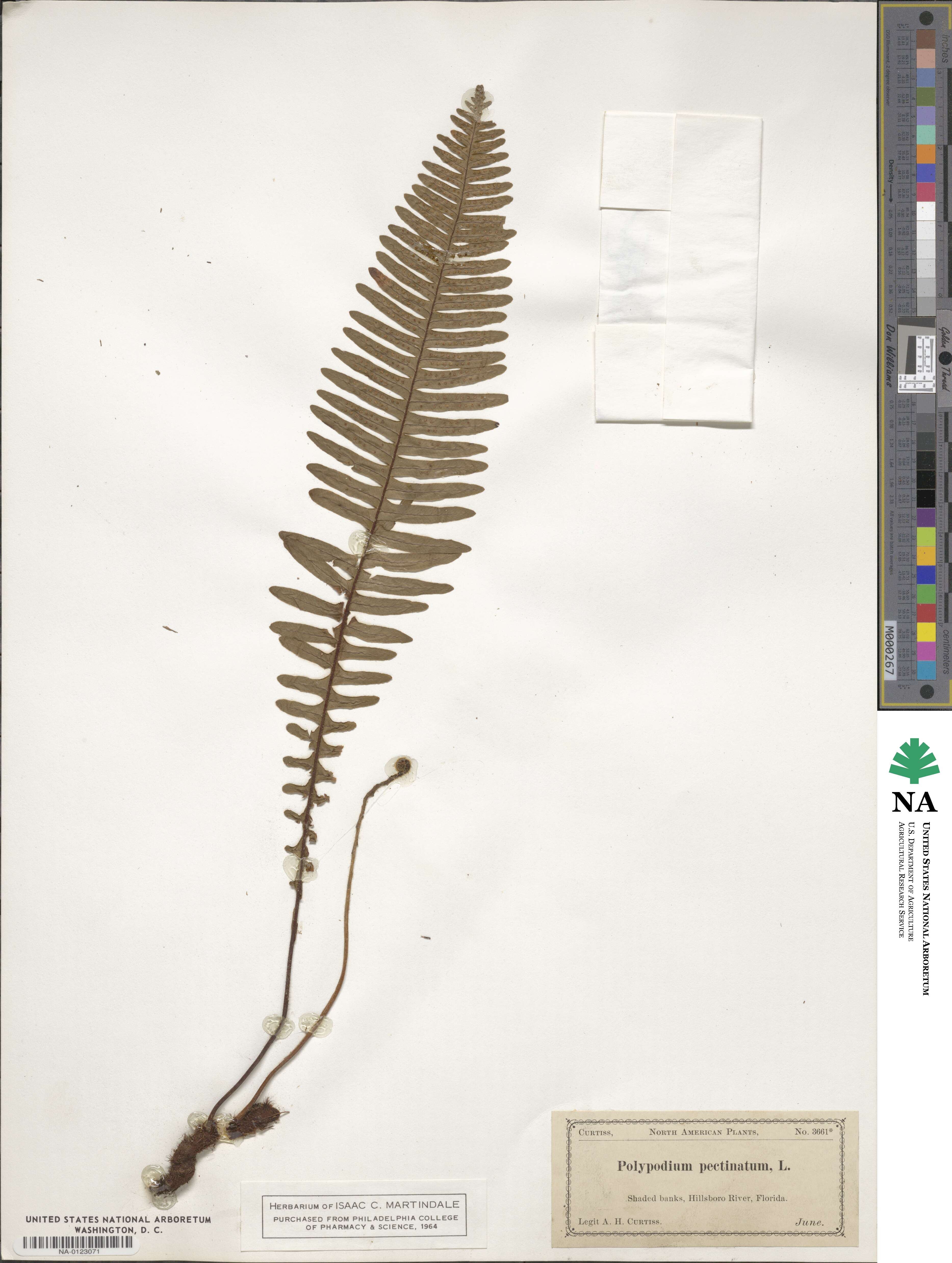 Polypodium pectinatum image