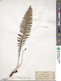 Polypodium pectinatum image