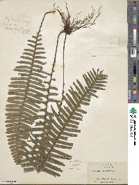 Polypodium pectinatum image