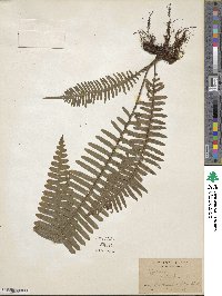 Polypodium pectinatum image