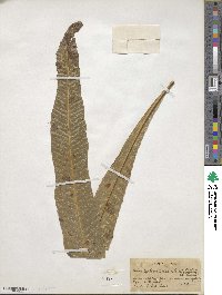 Polypodium phyllitidis image