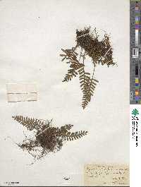 Pleopeltis polypodioides image