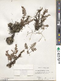 Pleopeltis polypodioides image