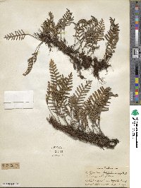 Pleopeltis polypodioides image