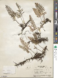 Pleopeltis polypodioides image