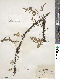 Pleopeltis polypodioides image