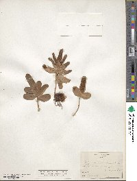 Image of Polypodium scouleri