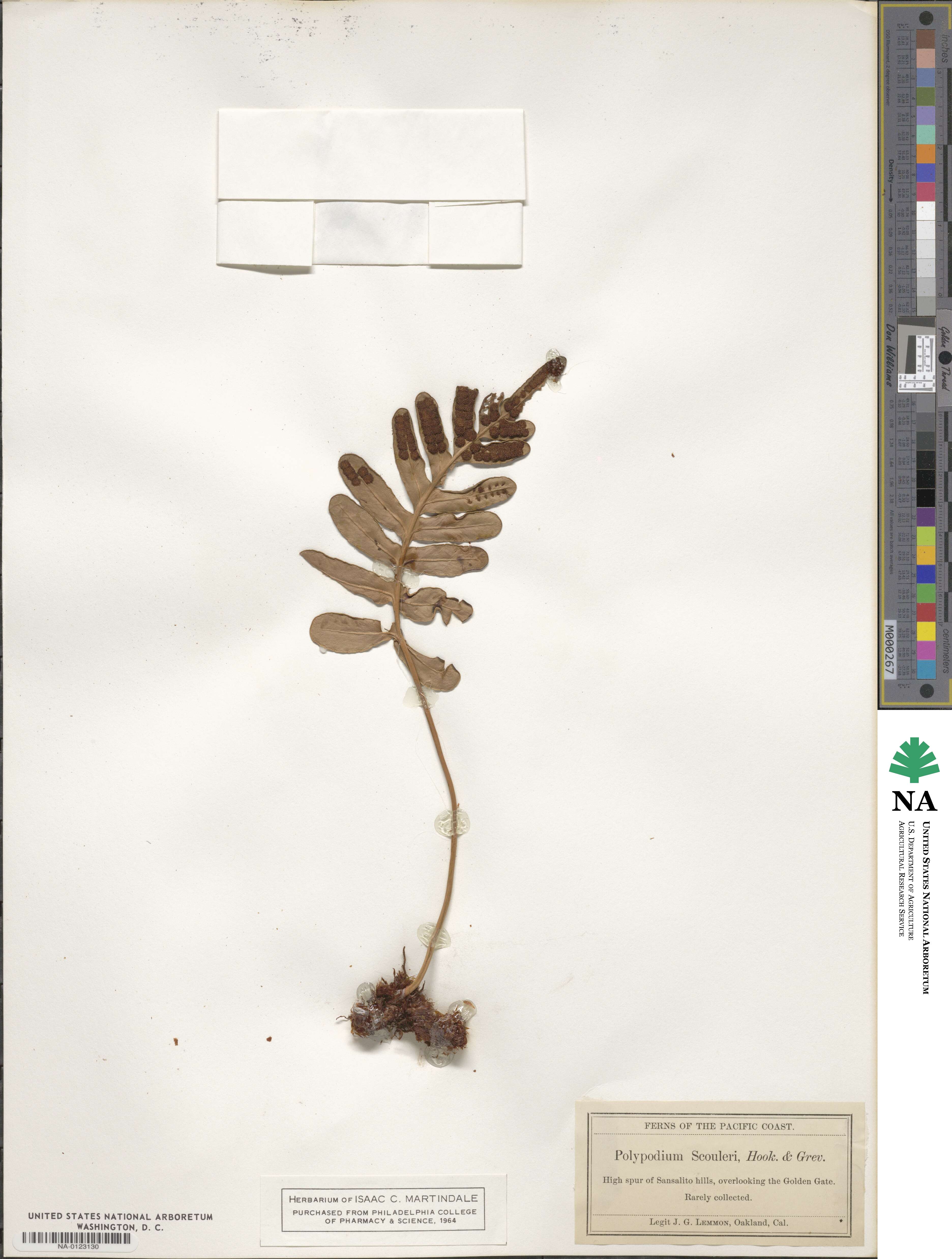Polypodium scouleri image
