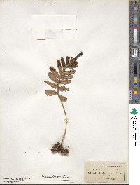 Polypodium scouleri image