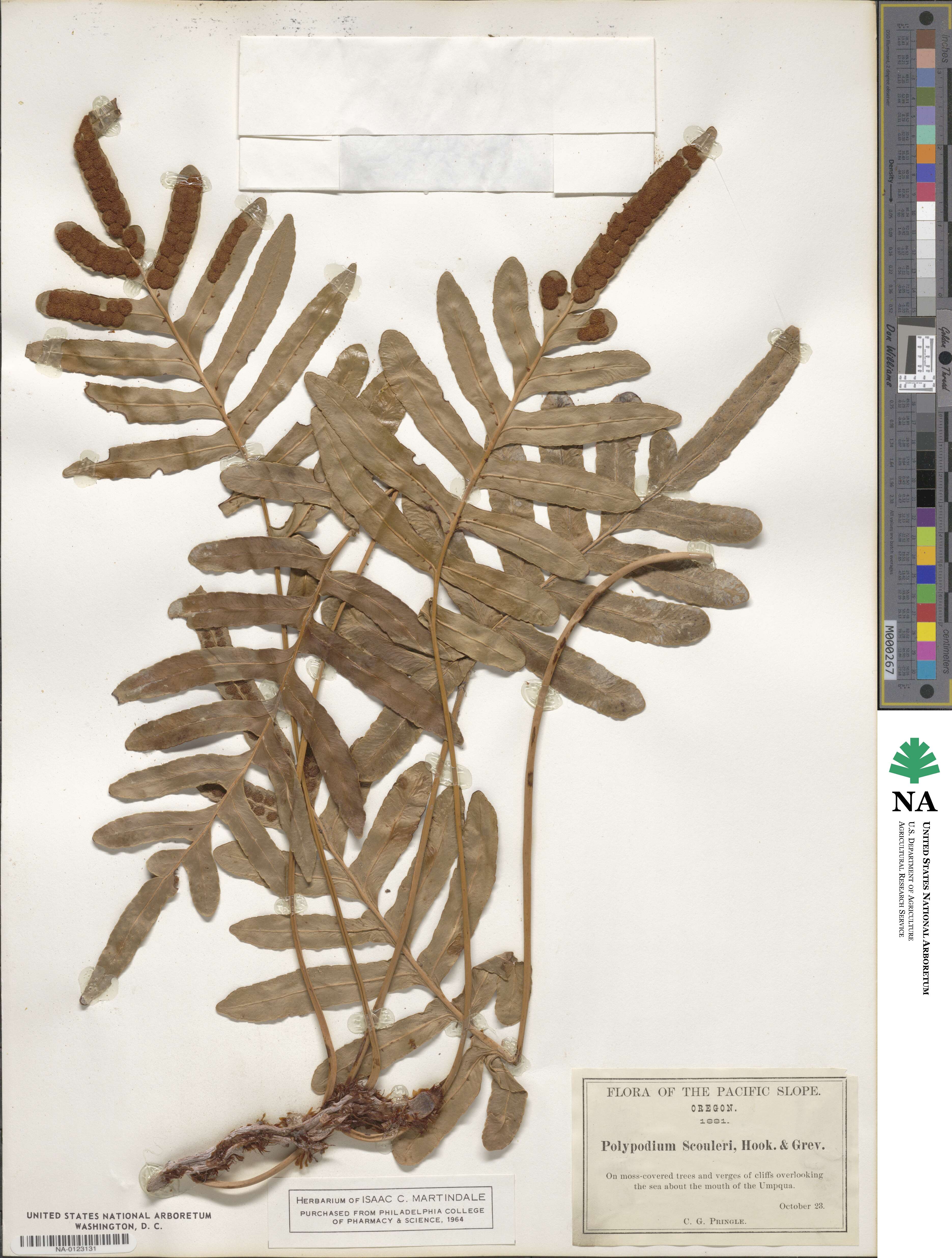 Polypodium scouleri image