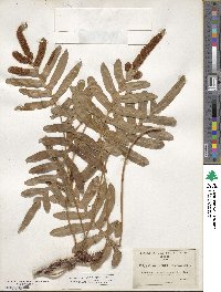 Polypodium scouleri image