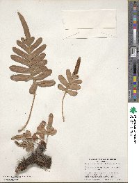 Polypodium scouleri image