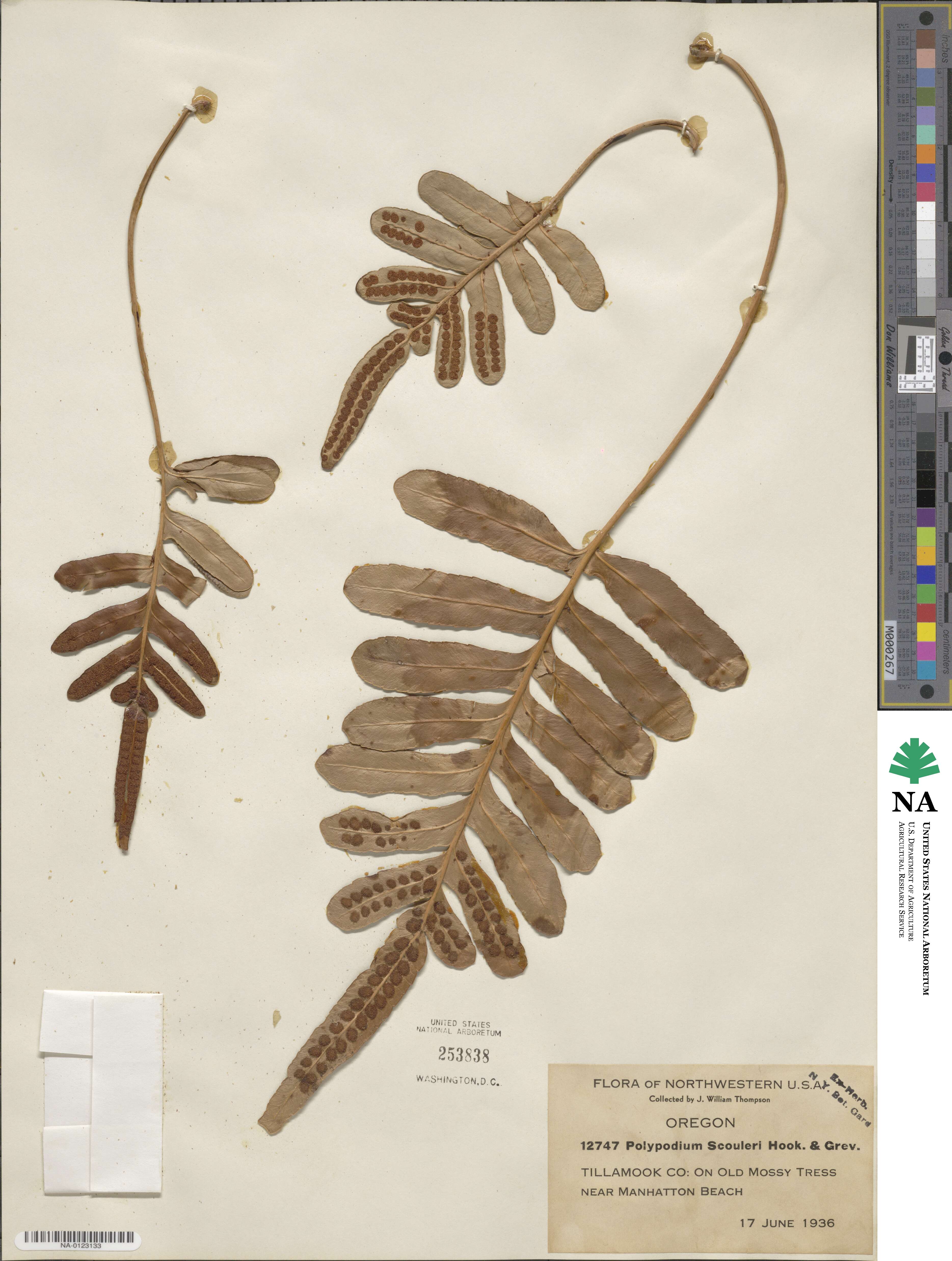 Polypodium scouleri image