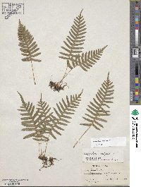 Polypodium virginianum image