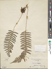 Polypodium virginianum image