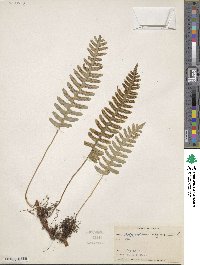 Polypodium virginianum image