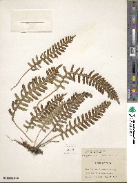 Polypodium virginianum image