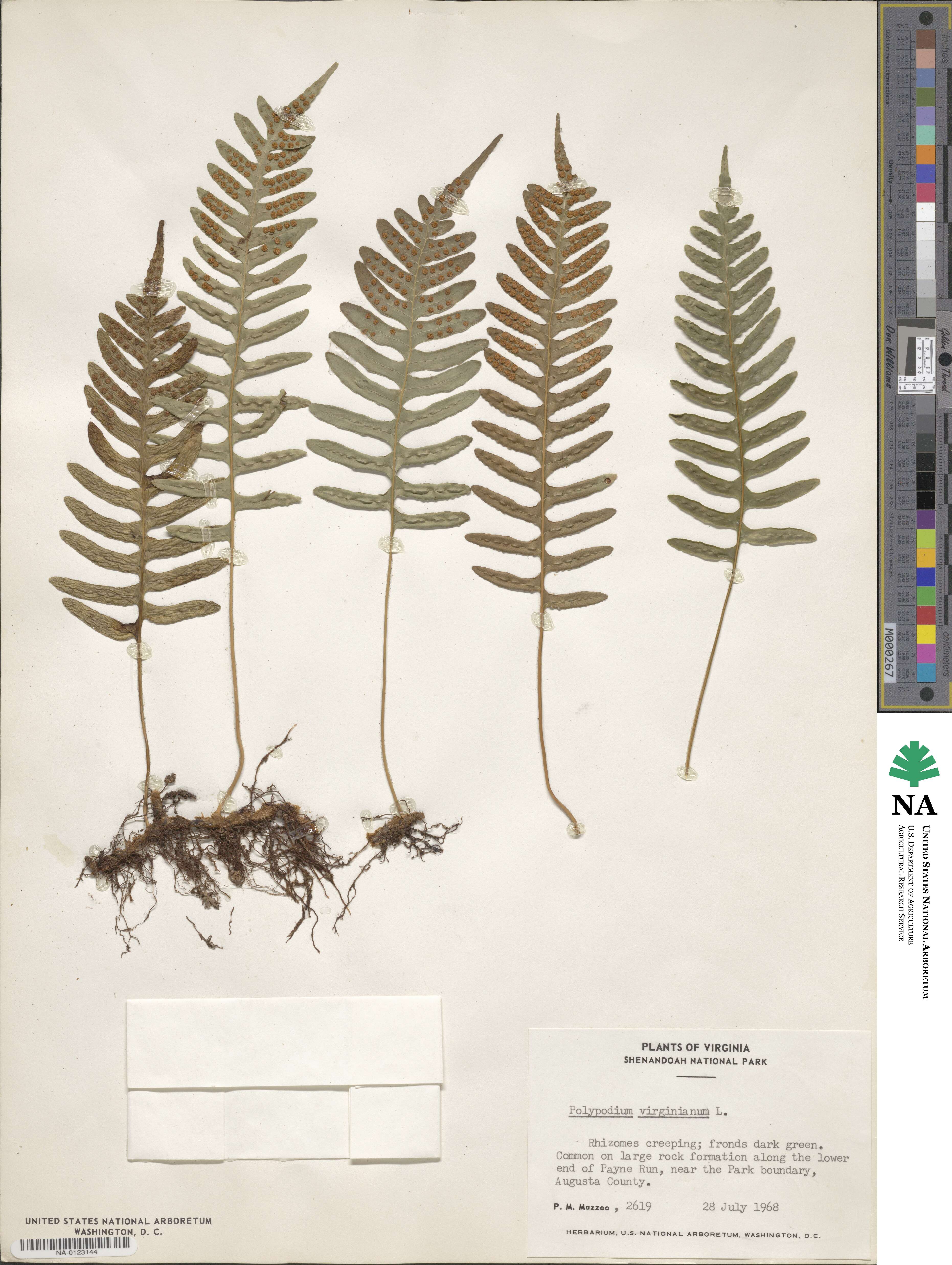 Polypodium image