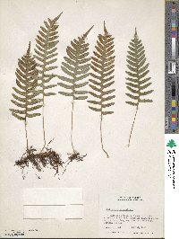 Polypodium virginianum image