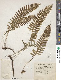 Polypodium virginianum image