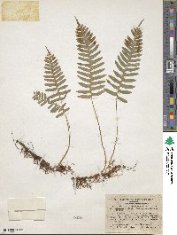 Polypodium virginianum image