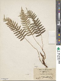 Polypodium virginianum image