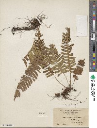 Polypodium virginianum image