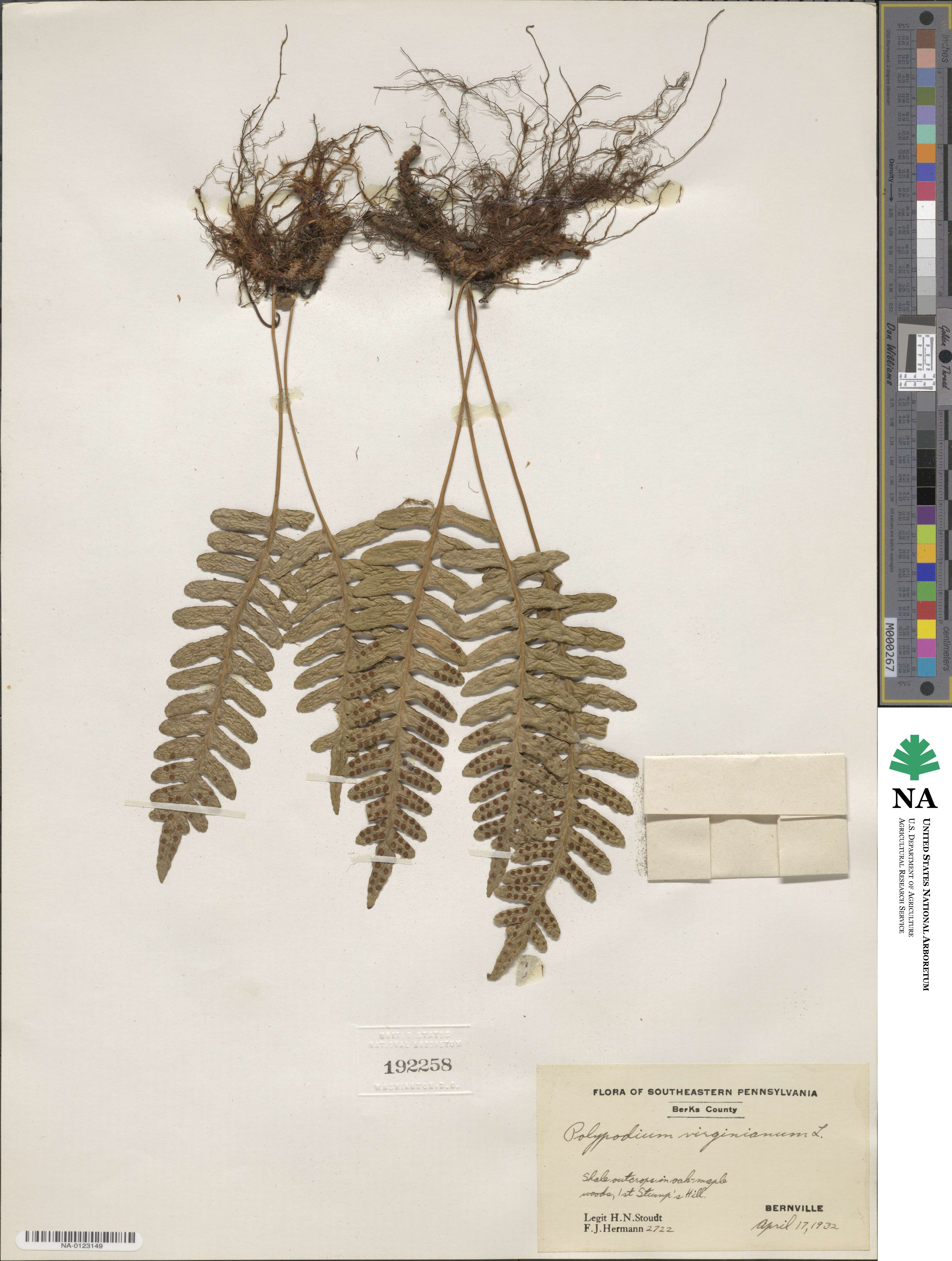 Polypodium image