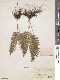 Polypodium virginianum image