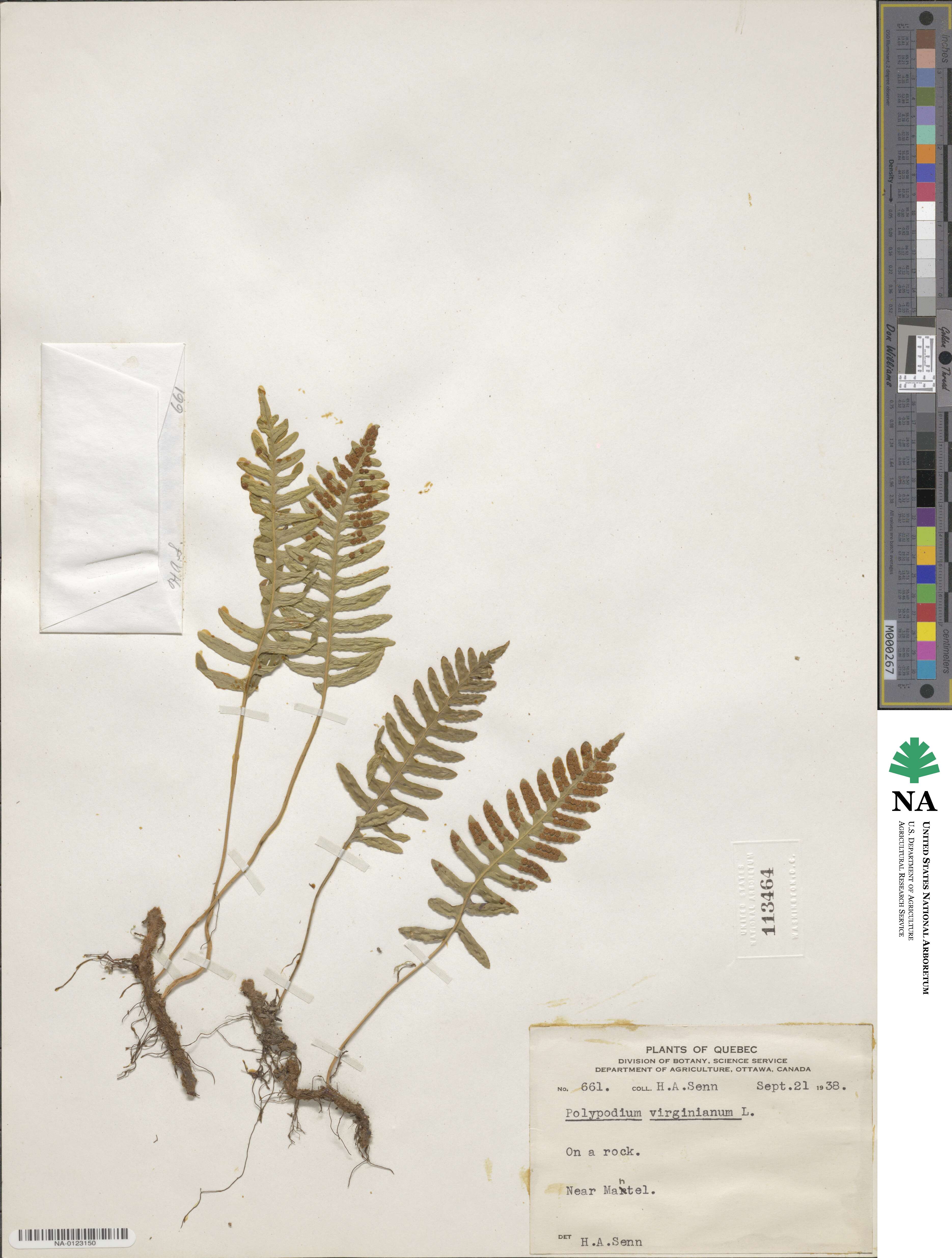 Polypodium image