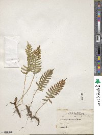 Polypodium virginianum image