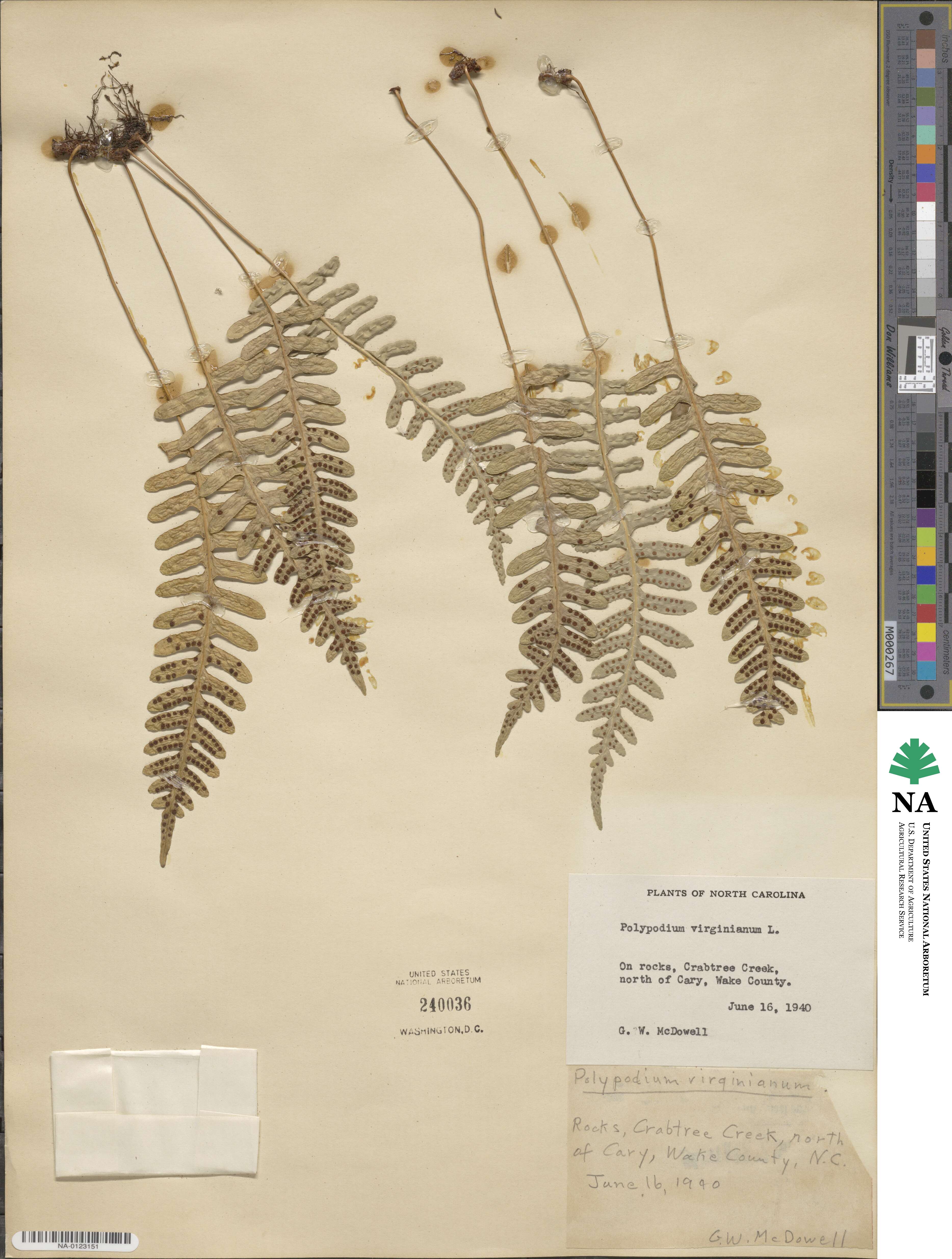 Polypodium image