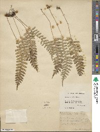 Polypodium virginianum image