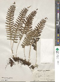 Polypodium virginianum image