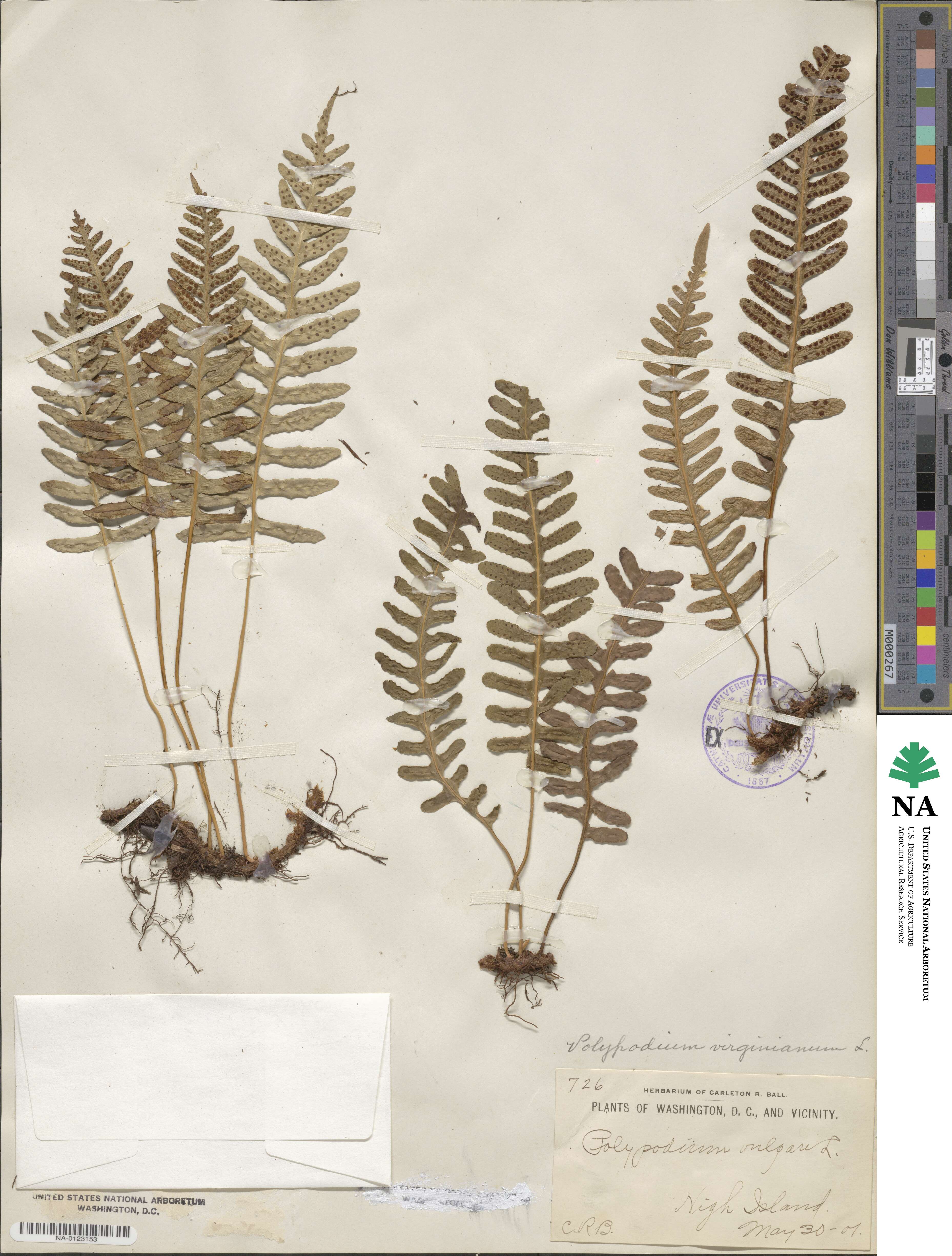 Polypodium virginianum image