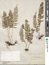 Polypodium virginianum image