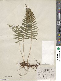 Polypodium virginianum image