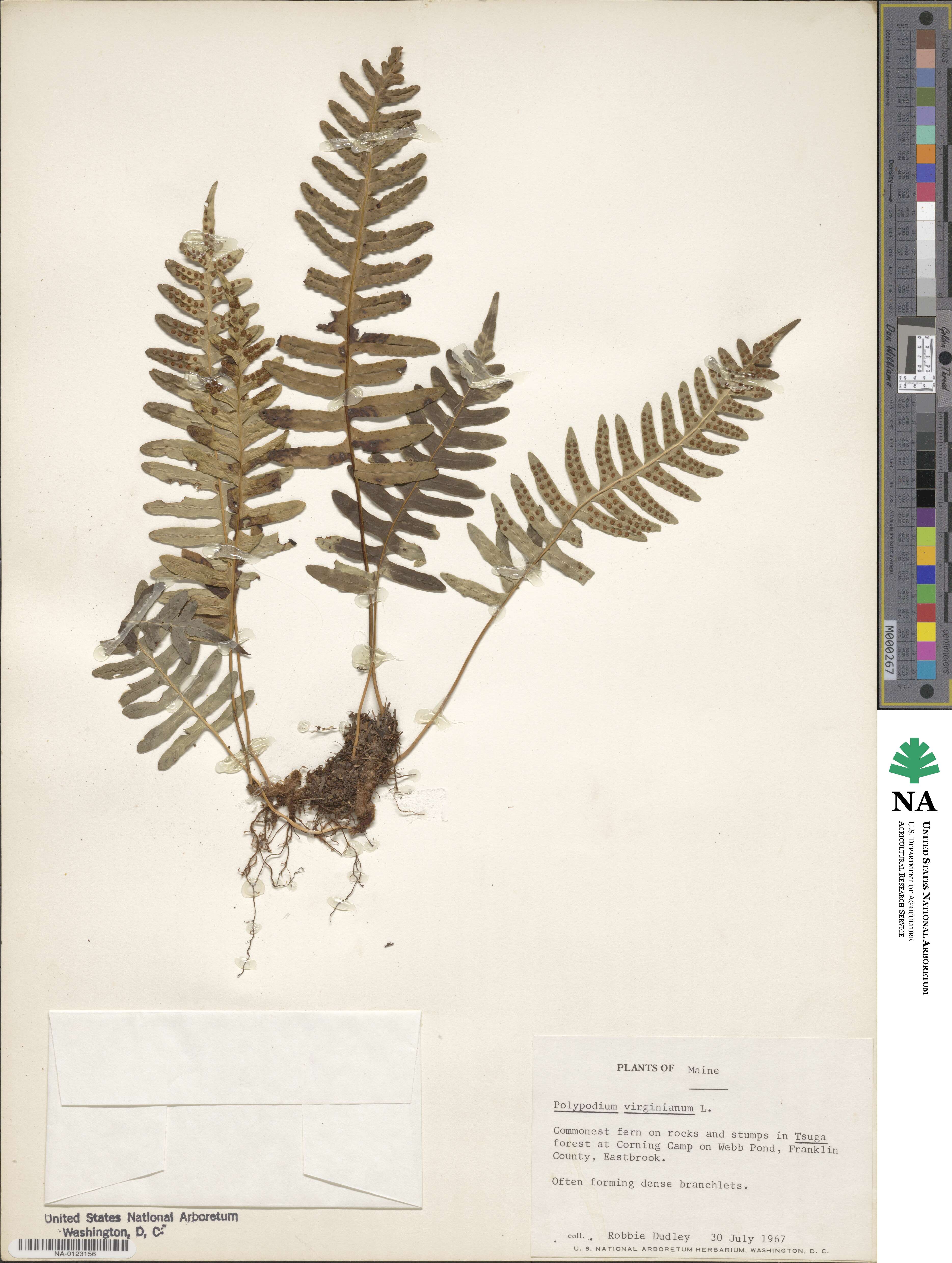 Polypodium virginianum image