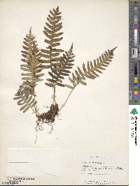 Polypodium virginianum image