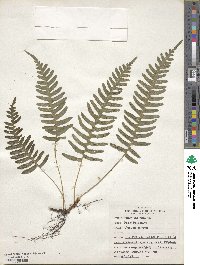 Polypodium virginianum image