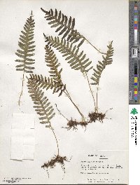 Polypodium virginianum image