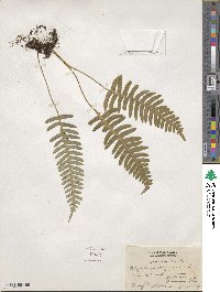 Polypodium virginianum image