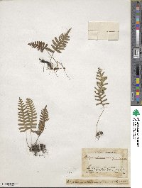 Polypodium virginianum image