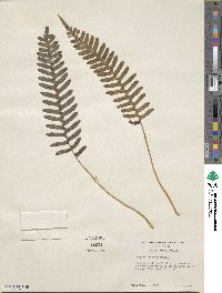 Polypodium virginianum image