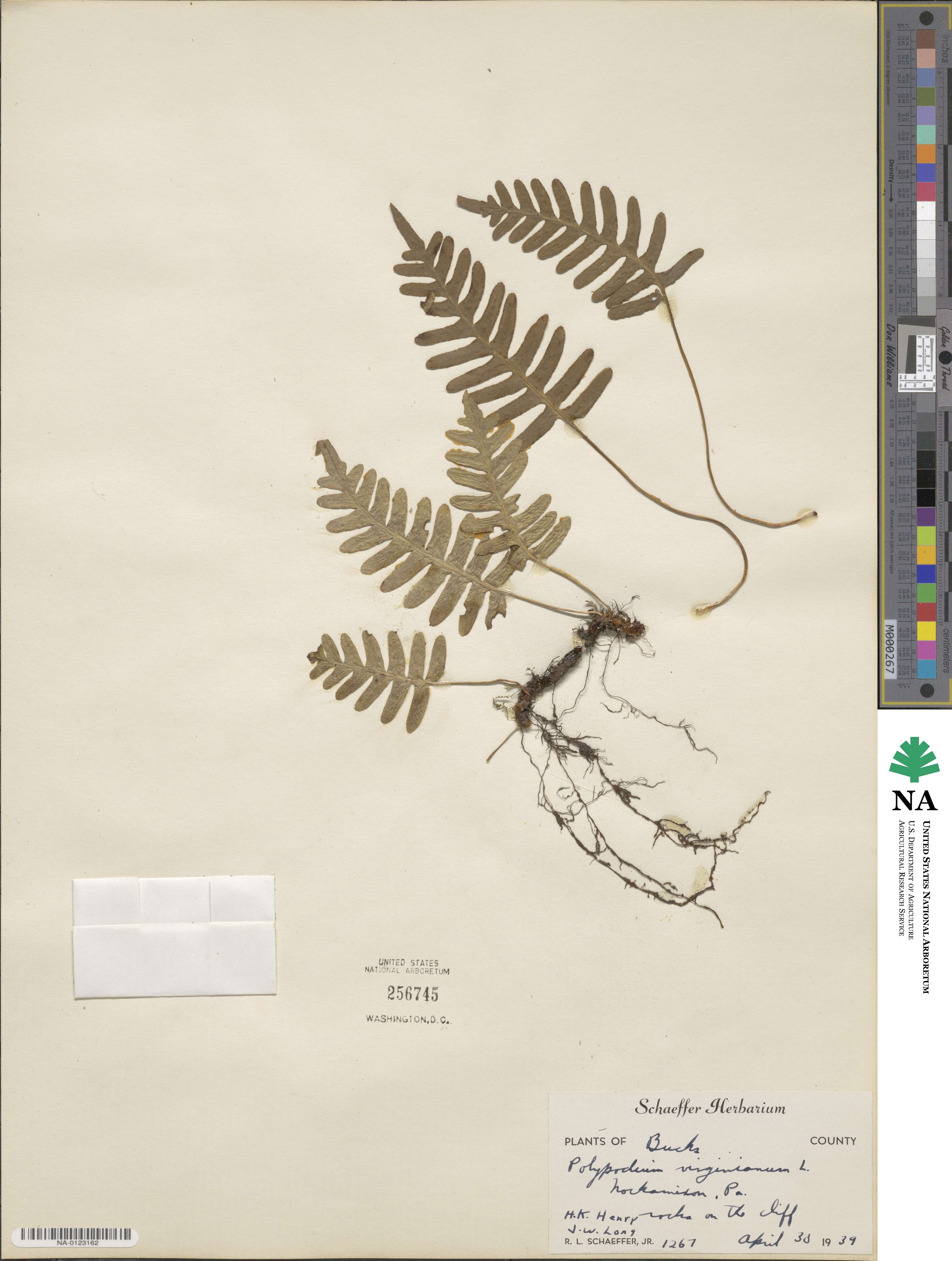 Polypodium image